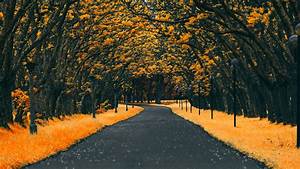 Road, Between, Yellow, Autumn, Trees, 4k, Hd, Nature, Wallpapers