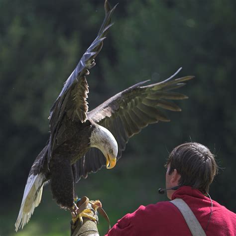 Some species even like eating fruit. What do Eagles Eat - Bird Eden