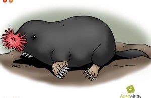 tikus tanah hidung bintang