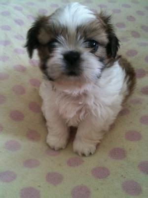 Shih tzu tend to get along well with people of all ages and with other dogs as well as other pets of different species. Teacup Shih Tzu for Sale | teacup Shih Tzu puppies for ...