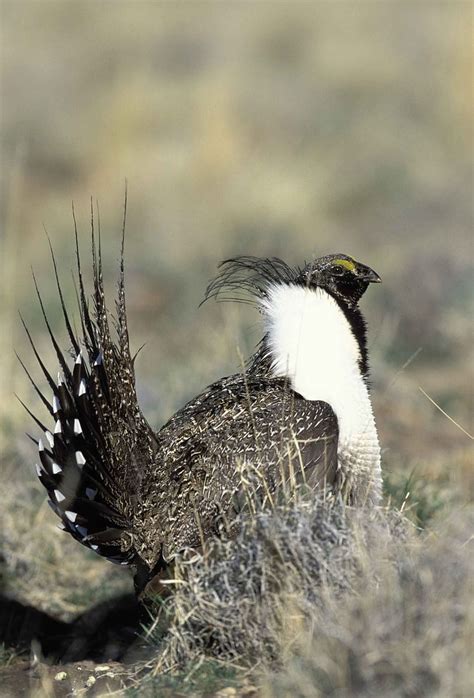 Urophasianus Centrocerus Head Male Bird Sage Greater Grouse