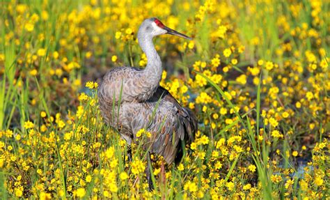sandhill crane audubon field guide