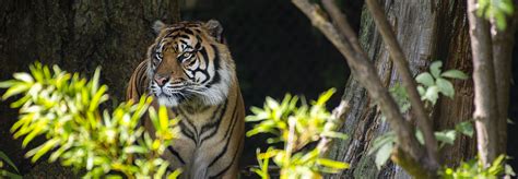 Saving Tigers From Extinction Point Defiance Zoo And Aquarium