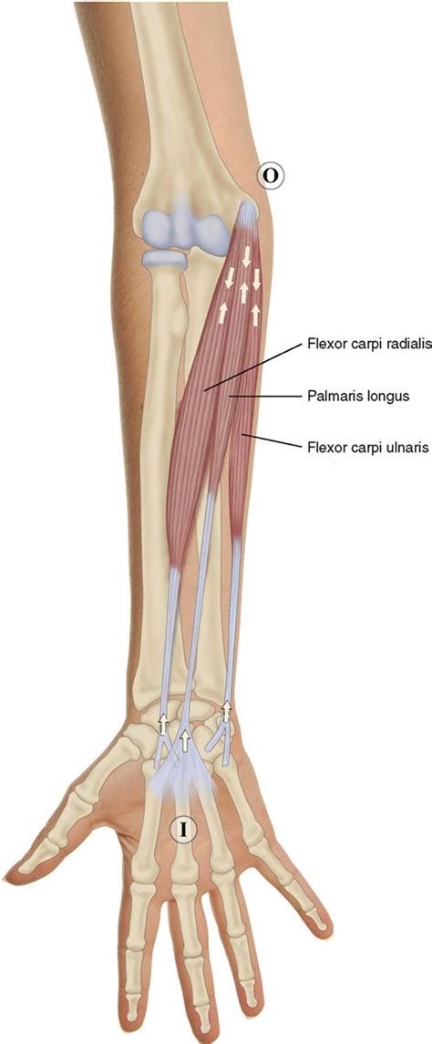 7 Muscles Of The Forearm And Hand Musculoskeletal Key