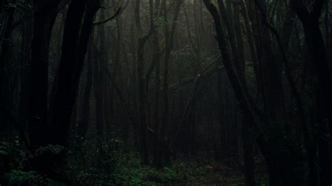 Dark Foggy Forest Hd Wallpaper