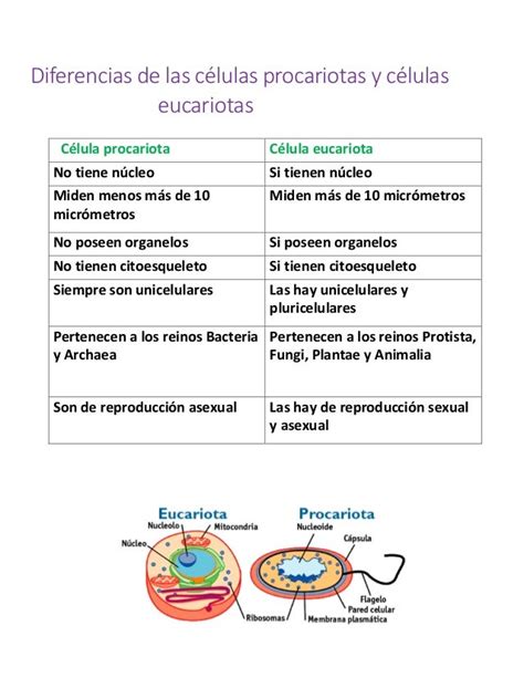 Cuadro Comparativo De La Celulas Eucariota Y Procario