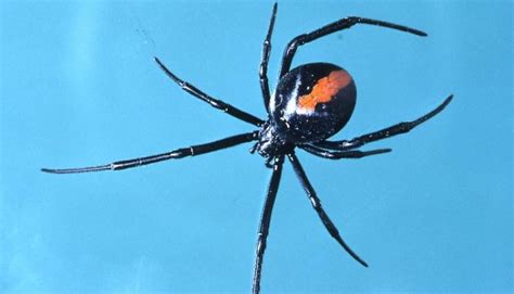 First Aid For Redback Spider Bites Emergency Live