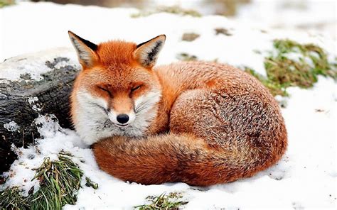Too Cute To Handle 25 Melt Your Heart Sleeping Fox Pictures Pet Fox