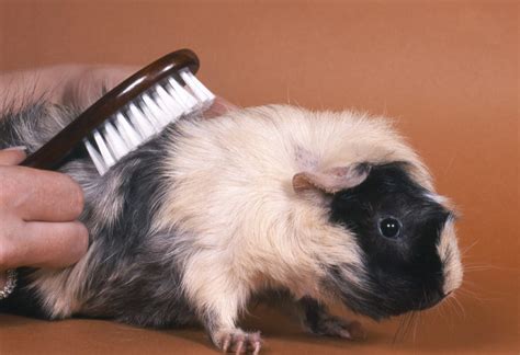 Meerschweinchen glatte haare rot tiere niedliche meerschweinchen. Tipps zur Meerschweinchen Pflege | zooplus Kleintiermagazin