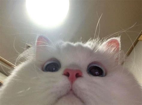So here is all of the cat memes i did make (◉‿◉) (reddit.com). 29 Funny Cat Pfp Meme - Woolseygirls Meme