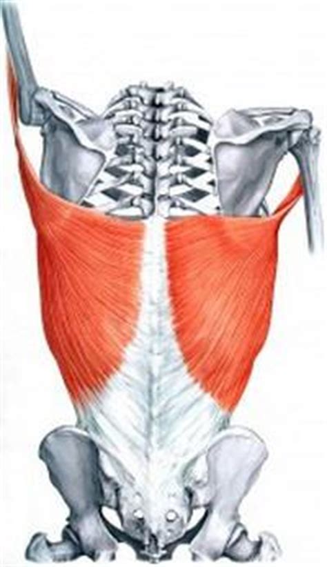 The superficial back muscles are covered by skin, subcutaneous connective tissue and a layer of fat. Mišići leđa: opis, funkcija