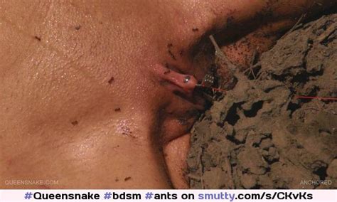 Bdsm Ants Torture Pussy Piercedclit Queensnake Smutty
