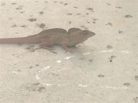 Can Anyone Tell Me What Kind Of Lizard This Is He Looks