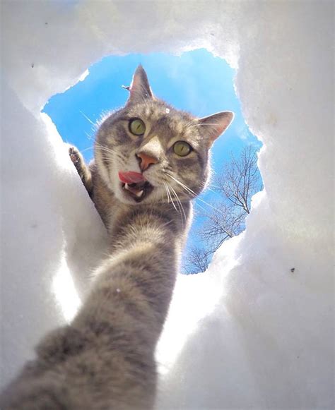 Cat Takes Gopro Selfies Photos Wccb Charlottes Cw