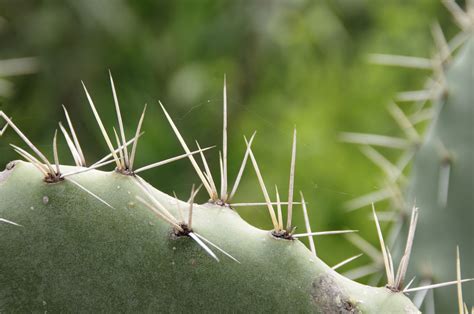 Cactus Plant With Thorns Free Stock Photo Public Domain Pictures