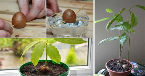 How To Grow Your Own Avocado Tree In Small Garden Pot Natural Healing