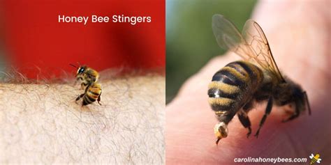 Why Do Honey Bees Sting Carolina Honeybees