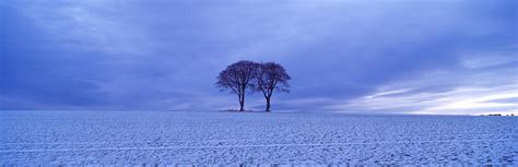 Twin Trees In A Snow Covered Landscape Photograph By Panoramic Images
