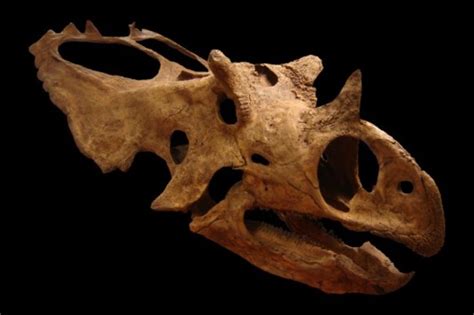 15 Horned Dinosaur Discovered In Utah · The Daily Edge