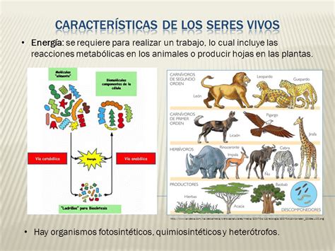 Los Seres Vivos Caracter Sticas De Los Seres Vivos