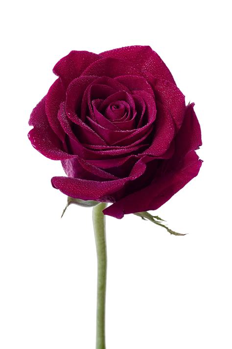 Burgundy Rose A Single Burgundy Rose Spangled With Water Drops On A