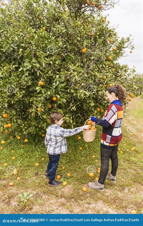 Woman And Child Picking Oranges Stock Image Image Of Child Farm