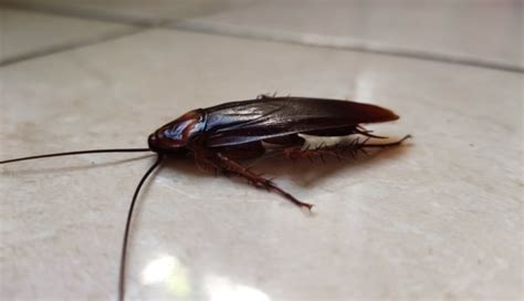 Does Bleach Kill Roaches Latest Guide Of 2023 Life In Lines