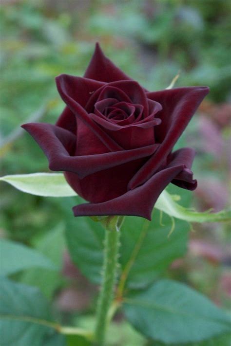 Black Baccara Beautiful Roses Beautiful Rose Flowers Hybrid Tea Roses