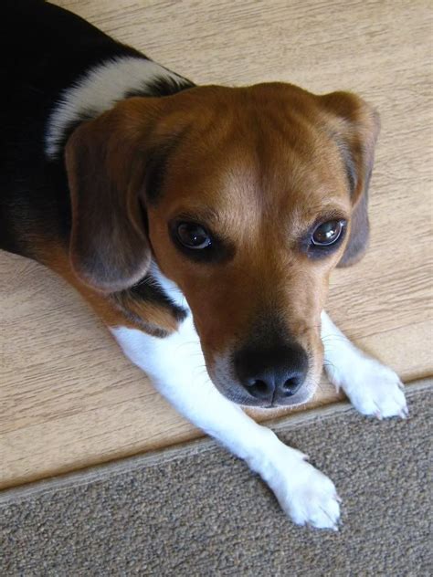 This Beagle Looks Like A Really Sweet One Beagle Dog Beagle Puppies