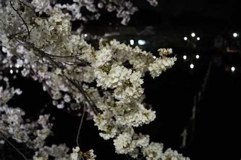 Night View Of Cherry Blossoms In Inokashira Park Ambassadors Japan