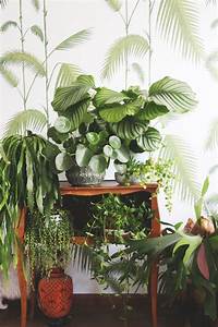 Indoor, Plants, Wallpapers