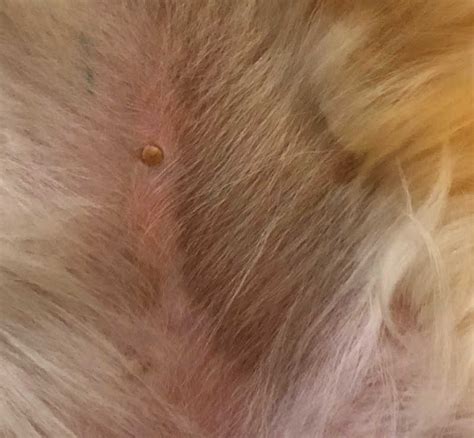 What Is The Black Spot On My Dogs Skin Essential Tips Keepingdog