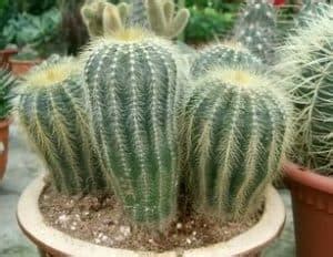 Ia tumbuhan yang tahan lasak serta mudah dijaga. 7 Cara Merawat Kaktus yang Baik - RumahLia.com