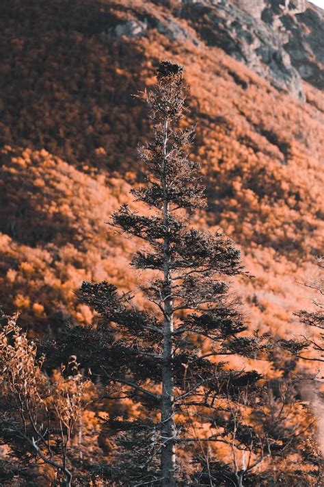 A Tree In Mountains · Free Stock Photo