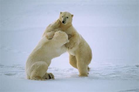 Polar Bears Playing Pictures Of Polar Bears Polar Bear Images