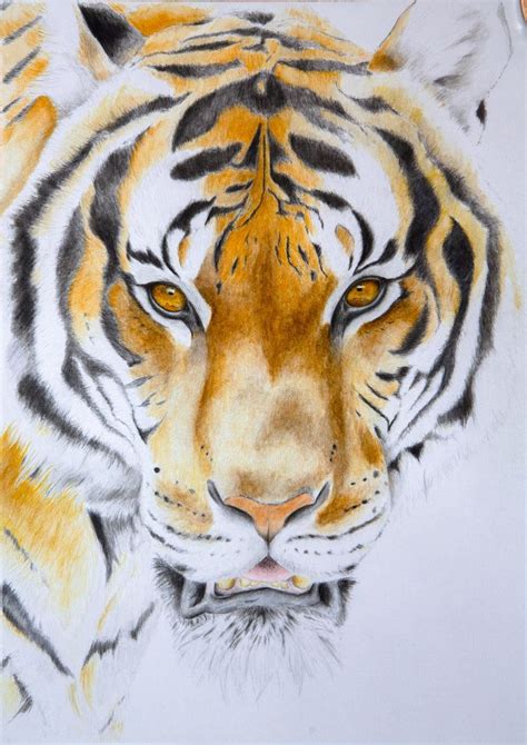 Water Color Pencil Tiger By Arahn Lion Watercolor Tiger Tiger
