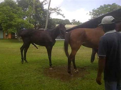 Kuda kawin, animals vlogs breeding 14.739 views1 month ago. mengawinkan kuda - YouTube