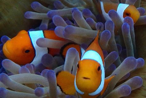 How Nemo Fits In His Anemone School Of Natural And Environmental