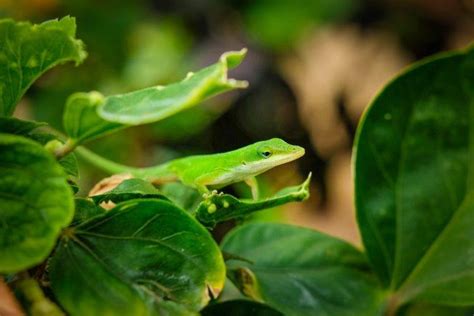 What Do Green Anoles Eat In The Wild And As Pets Diet And Health Facts