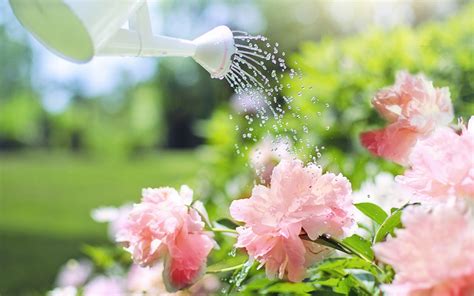 Desktop Wallpaper Watering Flowers Pink Flowers Garden Water Hd