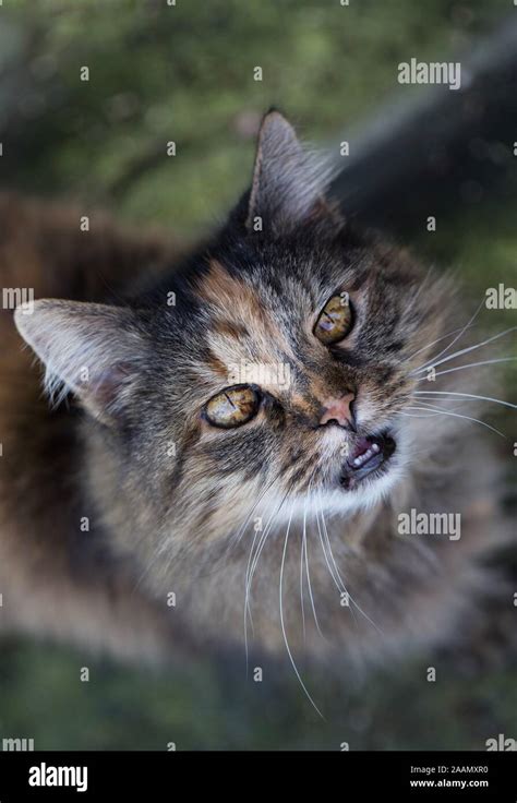 A Portrait Of A Beautiful Cat Stock Photo Alamy