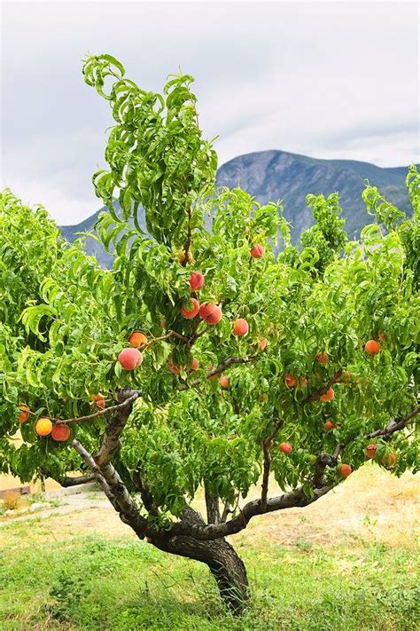 Peach Tree Plants Peach Trees Fruit Garden