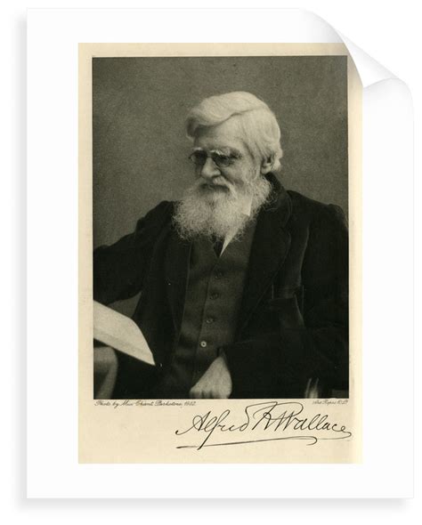 Portrait Of Alfred Russel Wallace Posters And Prints By Art Reproduction