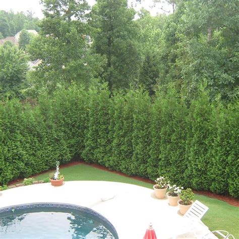 full speed a hedge® american pillar arborvitae in 2021 hedges landscaping privacy