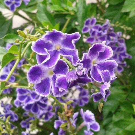 Jardín Salvadoreño Color Morado Plants Purple Colors Flowers Plant