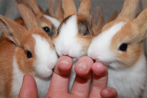 Do Rabbits Like Kisses