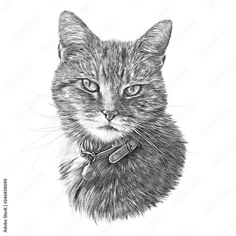 How To Draw A Realistic Cat Head