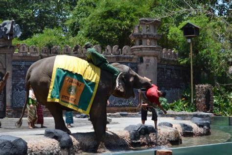 Elephant Show Picture Of Bali Safari And Marine Park