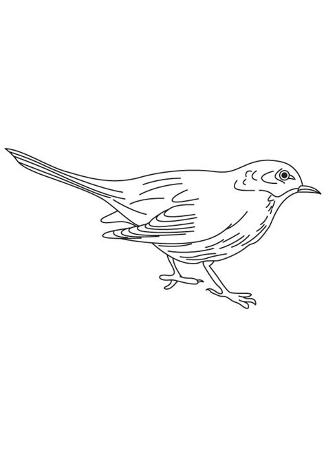 Small Blackbird Coloring Page Download Free Small Blackbird Coloring