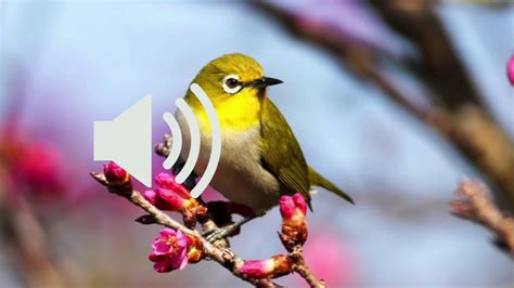 Birds Singing Sound Effects Youtube